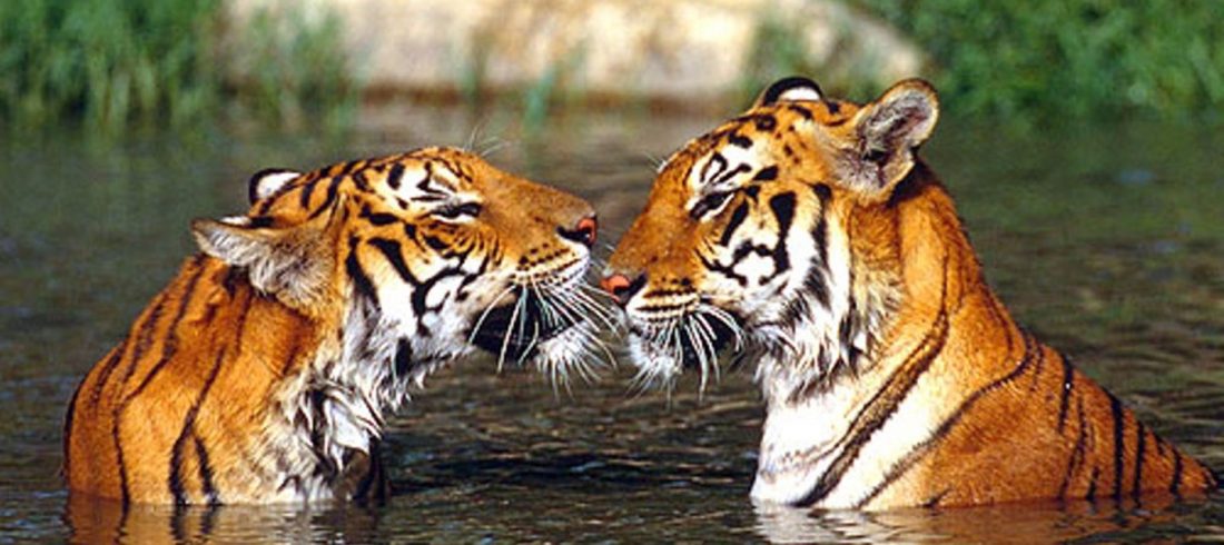 Tiger Trail Ranthambore National Park Package