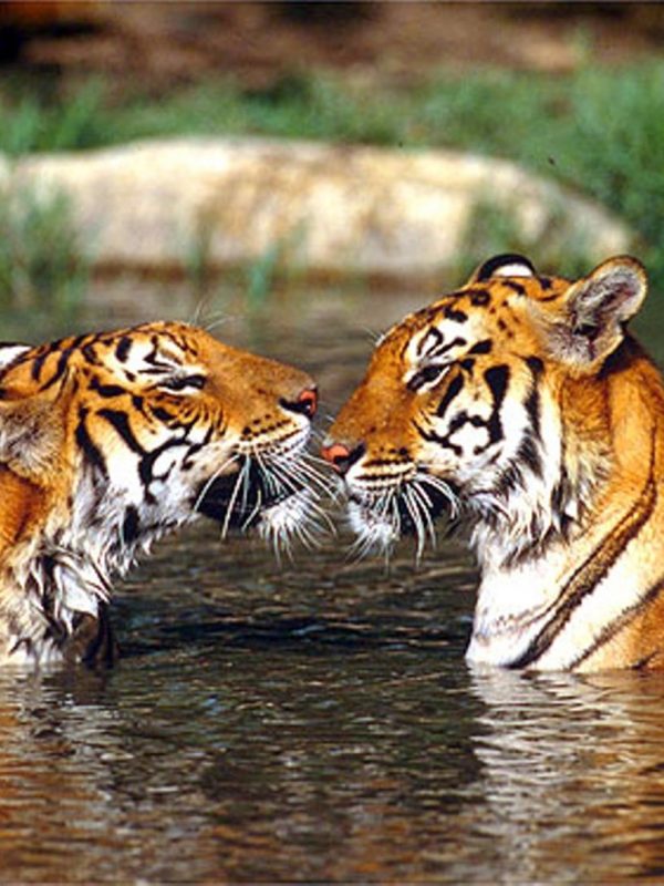 Tiger Trail Ranthambore National Park Package
